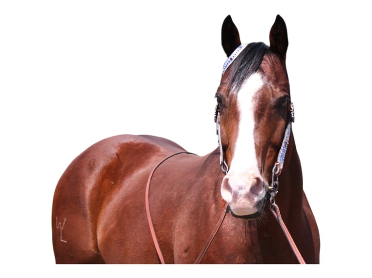 Quarter horse américain Hongre 11 Ans 157 cm Bai cerise in Fort Collins