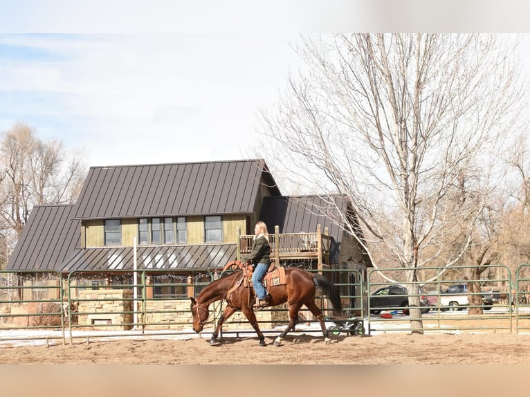 Quarter horse américain Hongre 11 Ans 157 cm Bai cerise in Fort Collins, CO