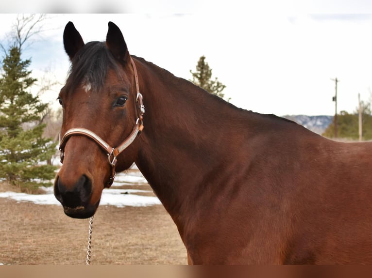 Quarter horse américain Hongre 11 Ans 157 cm Bai cerise in Fort Collins, CO