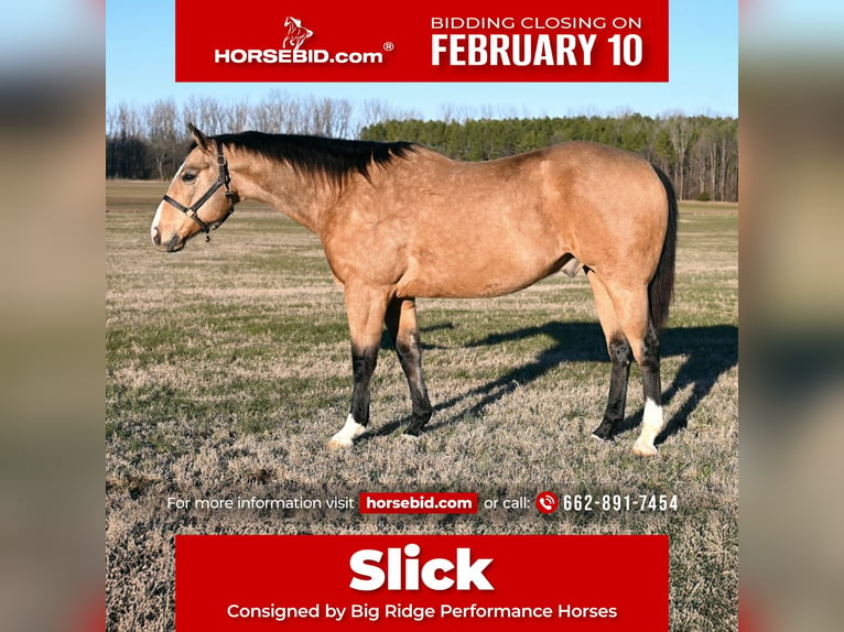 Quarter horse américain Hongre 11 Ans 157 cm Buckskin in Baldwyn, MS