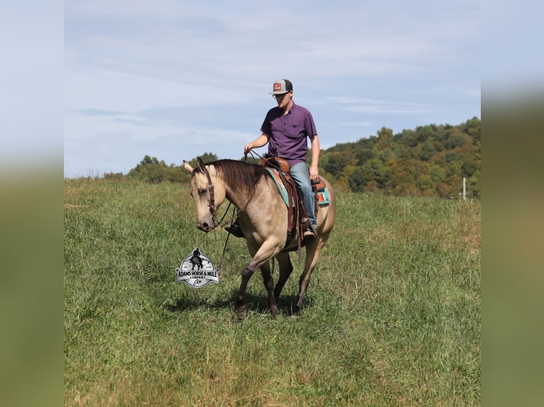 Quarter horse américain Hongre 11 Ans 157 cm Buckskin in Mount Vernon KY
