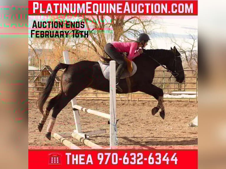 Quarter horse américain Hongre 11 Ans 157 cm Noir in Fort Collins, CO