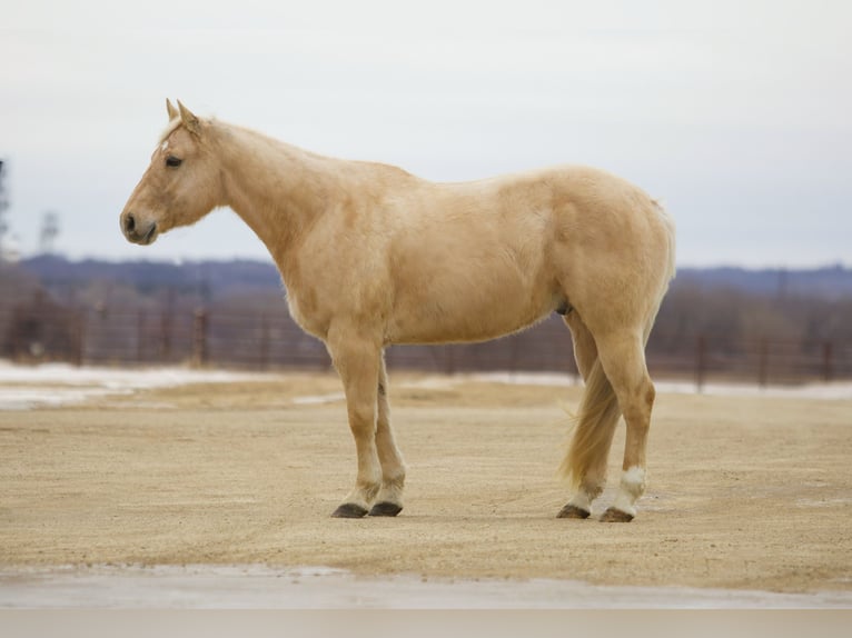 Quarter horse américain Hongre 11 Ans 157 cm Palomino in Cannon Falls