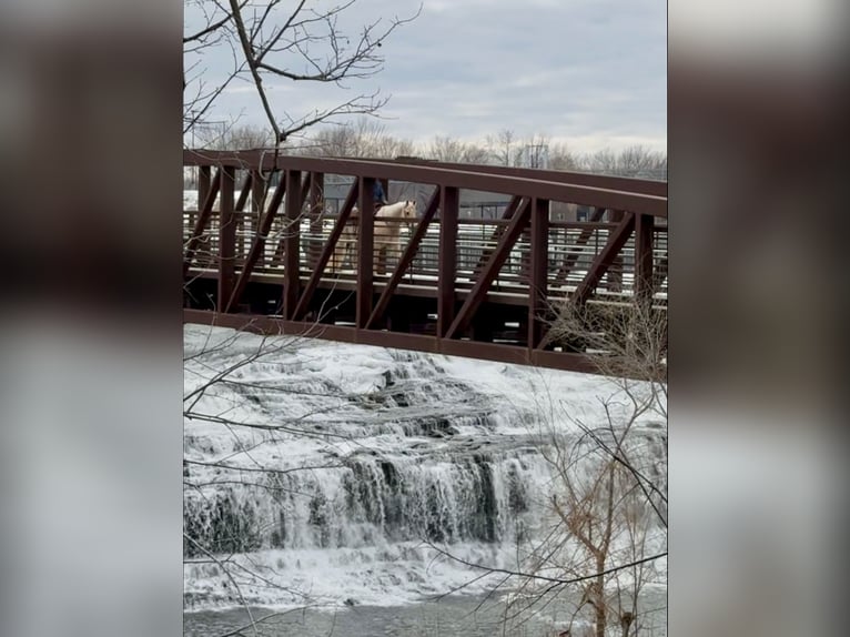 Quarter horse américain Hongre 11 Ans 157 cm Palomino in Cannon Falls
