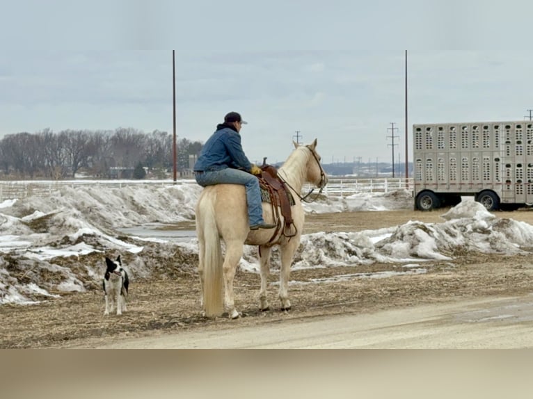 Quarter horse américain Hongre 11 Ans 157 cm Palomino in Cannon Falls