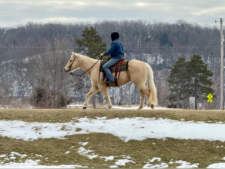 Quarter horse américain Hongre 11 Ans 157 cm Palomino in Cannon Falls