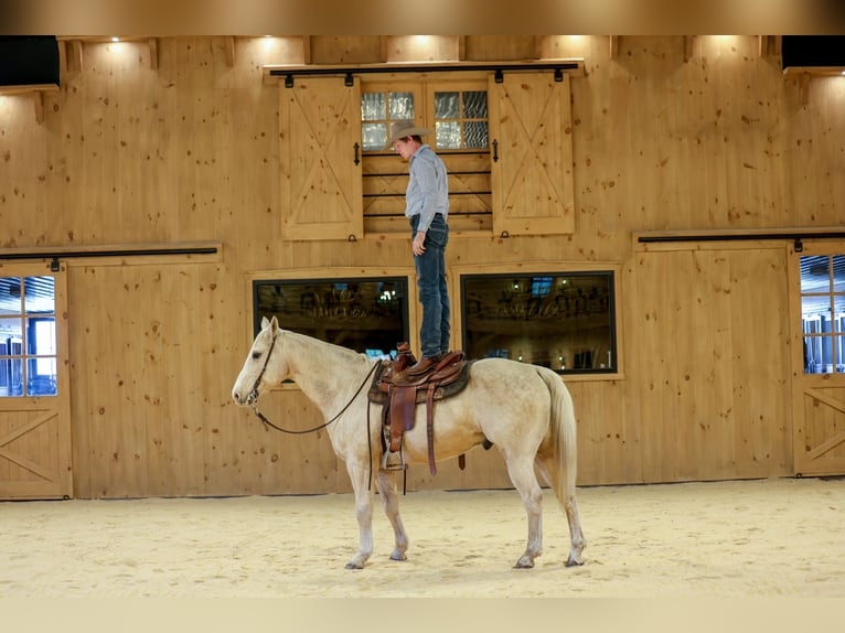 Quarter horse américain Hongre 11 Ans 157 cm Palomino in Needmore