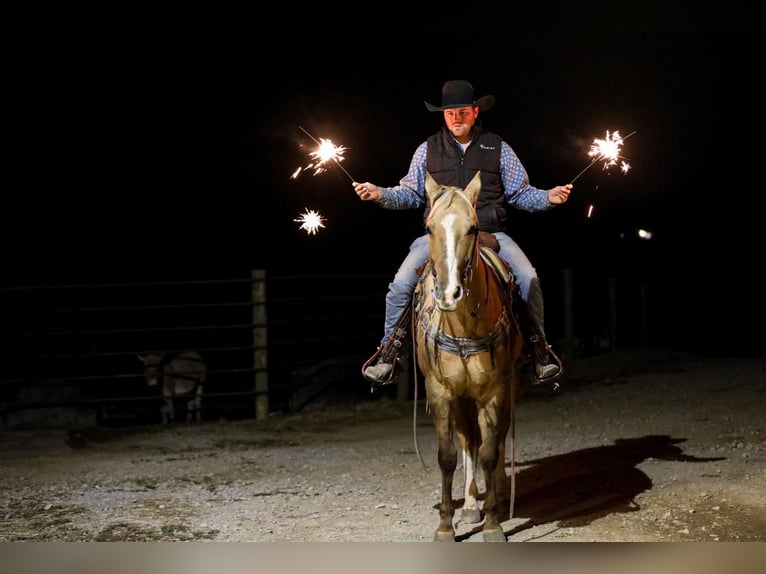 Quarter horse américain Hongre 11 Ans 157 cm Palomino in SANTA Fe TN