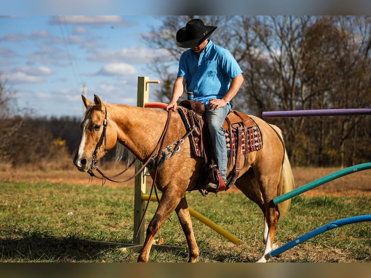 Quarter horse américain Hongre 11 Ans 157 cm Palomino in SANTA Fe TN