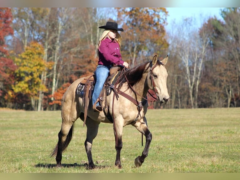 Quarter horse américain Croisé Hongre 11 Ans 157 cm in Clarion, PA