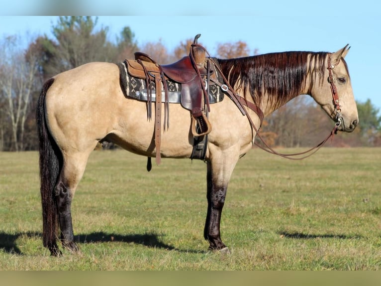Quarter horse américain Croisé Hongre 11 Ans 157 cm in Clarion, PA
