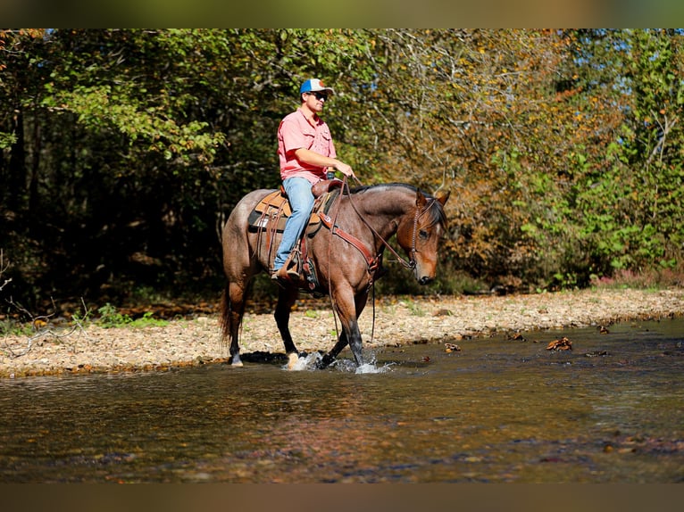 Quarter horse américain Hongre 11 Ans 157 cm Roan-Bay in Cookeville TN