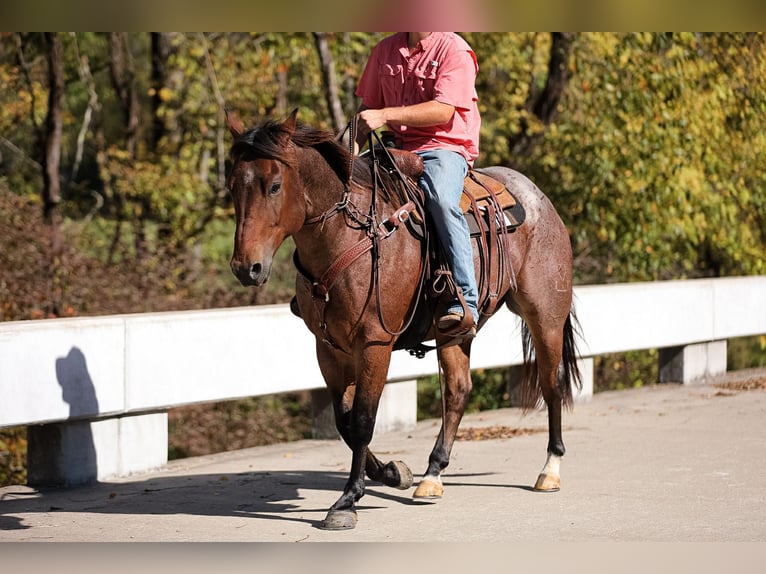 Quarter horse américain Hongre 11 Ans 157 cm Roan-Bay in Cookeville TN