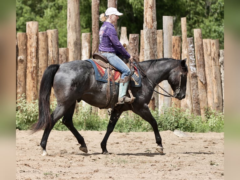 Quarter horse américain Hongre 11 Ans 157 cm Rouan Bleu in Athens