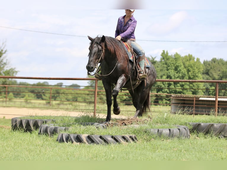 Quarter horse américain Hongre 11 Ans 157 cm Rouan Bleu in Athens