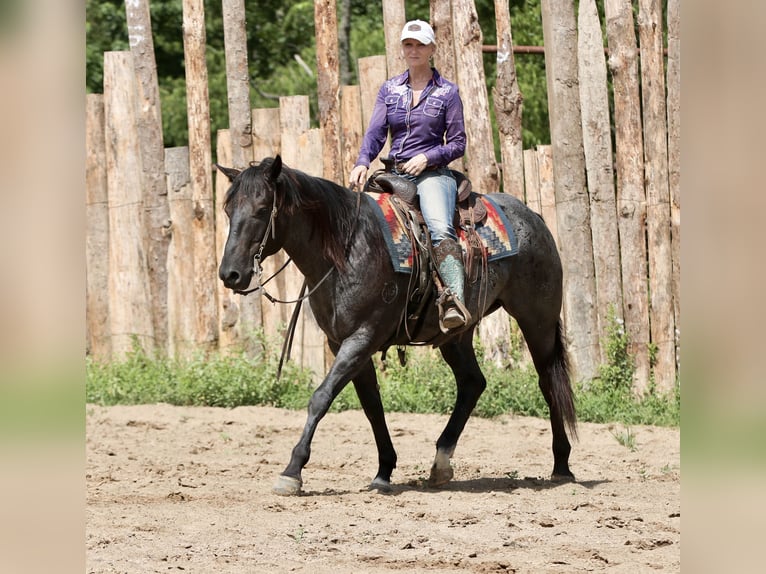 Quarter horse américain Hongre 11 Ans 157 cm Rouan Bleu in Athens