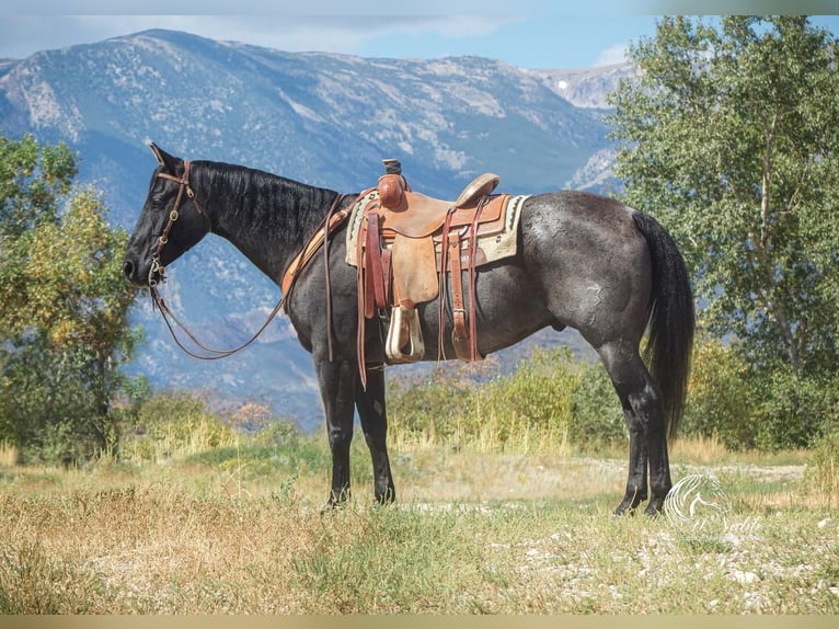 Quarter horse américain Hongre 11 Ans 157 cm Rouan Bleu in Cody, WY