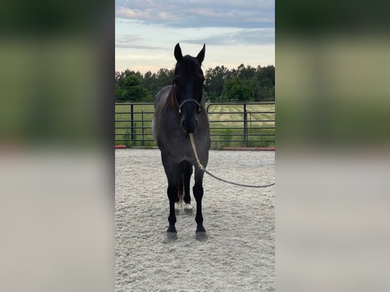 Quarter horse américain Hongre 11 Ans 157 cm Rouan Bleu in Sandston VA