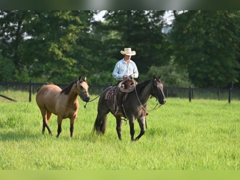 Quarter horse américain Hongre 11 Ans 157 cm Rouan Bleu in Sandston VA