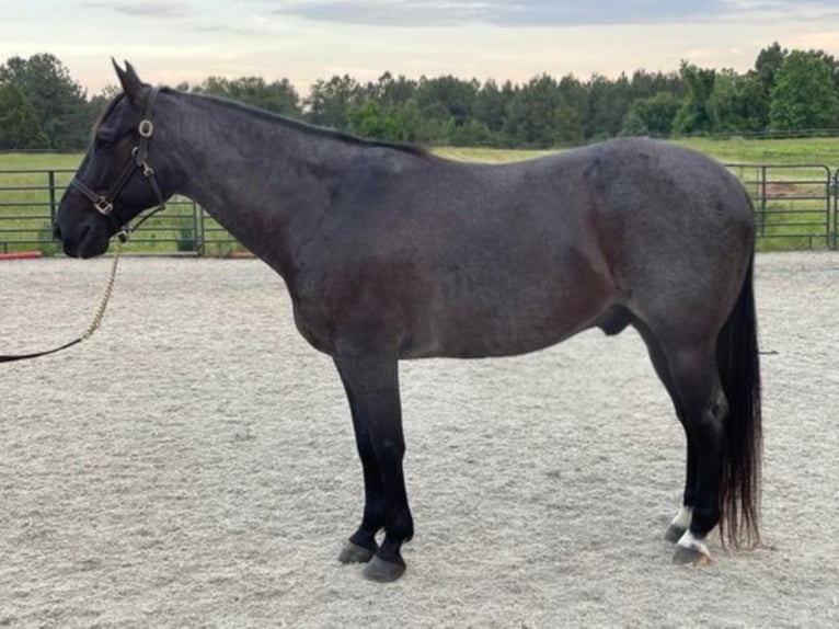 Quarter horse américain Hongre 11 Ans 157 cm Rouan Bleu in Sandston VA