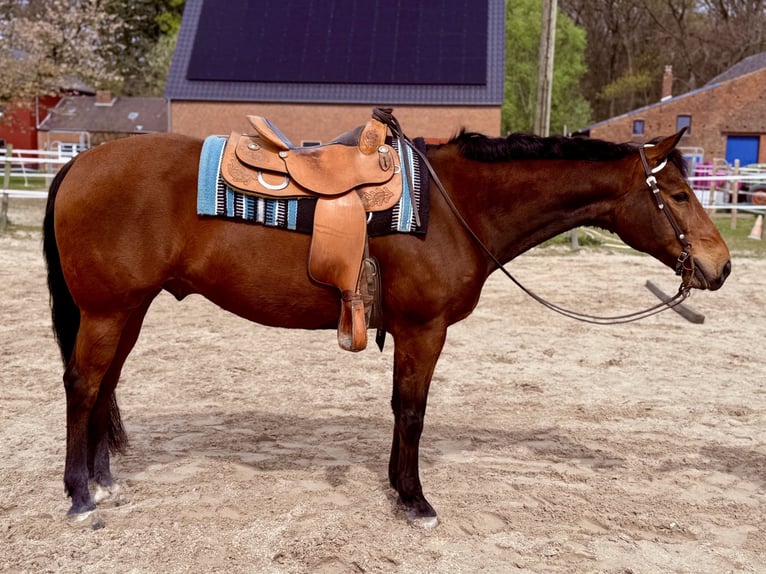 Quarter horse américain Hongre 11 Ans 158 cm Bai brun in Goch