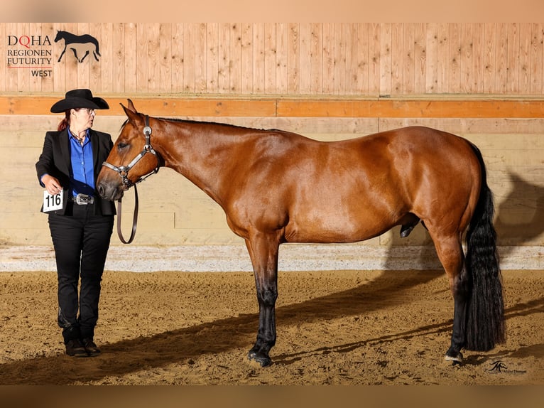 Quarter horse américain Hongre 11 Ans 158 cm Bai brun in Goch
