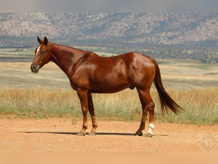 Quarter horse américain Hongre 11 Ans 160 cm Alezan cuivré in Nogales