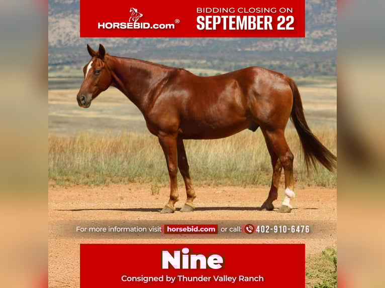 Quarter horse américain Hongre 11 Ans 160 cm Alezan cuivré in Nogales
