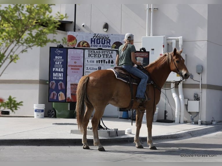 Quarter horse américain Hongre 11 Ans 160 cm Alezan cuivré in Weatherford TX