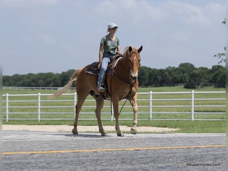 Quarter horse américain Hongre 11 Ans 160 cm Alezan cuivré in Weatherford TX