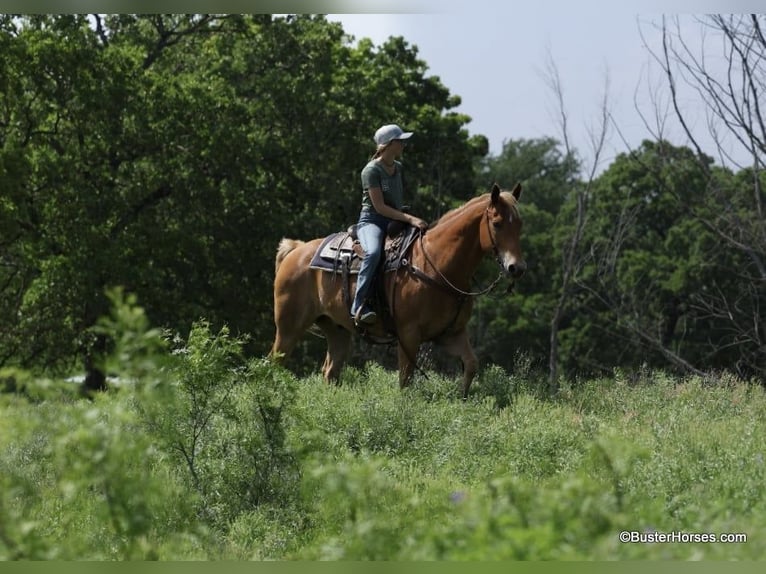 Quarter horse américain Hongre 11 Ans 160 cm Alezan cuivré in Weatherford TX