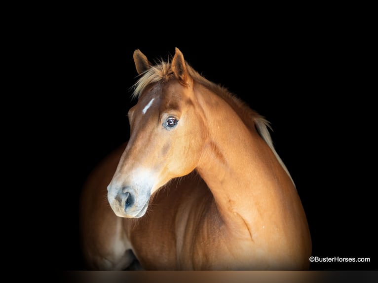 Quarter horse américain Hongre 11 Ans 160 cm Alezan cuivré in Weatherford TX