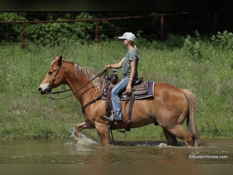 Quarter horse américain Hongre 11 Ans 160 cm Alezan cuivré in Weatherford TX