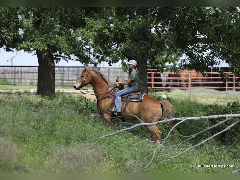 Quarter horse américain Hongre 11 Ans 160 cm Alezan cuivré in Weatherford TX