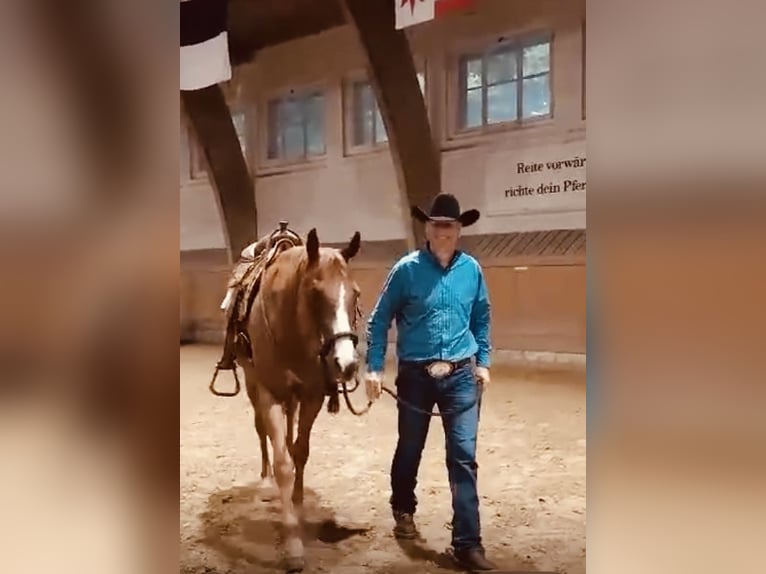 Quarter horse américain Hongre 11 Ans 160 cm Alezan in Bonfol