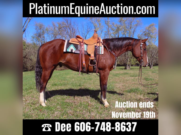 Quarter horse américain Hongre 11 Ans 160 cm Bai cerise in Flemingsburg KY