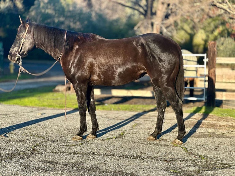 Quarter horse américain Hongre 11 Ans 160 cm Noir in Bitterwater CA