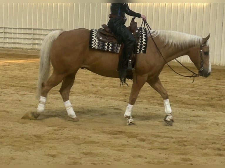 Quarter horse américain Hongre 11 Ans 160 cm Palomino in Neuenegg