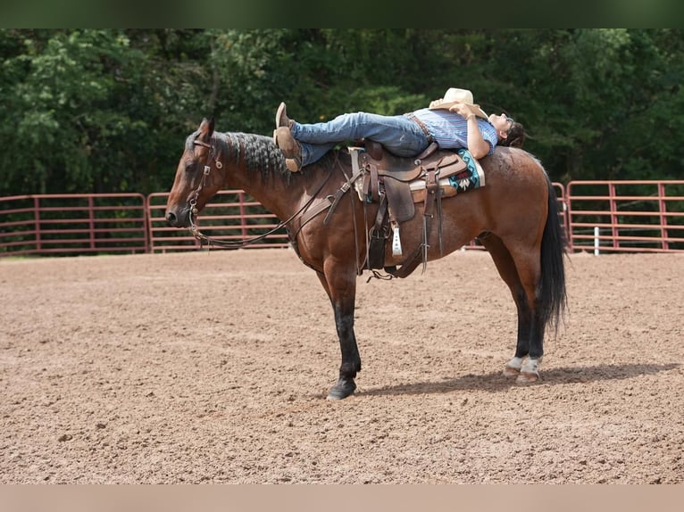 Quarter horse américain Hongre 11 Ans 160 cm Roan-Bay in Needmore, PA