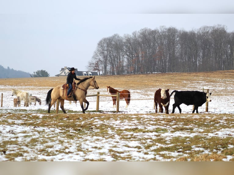 Quarter horse américain Hongre 11 Ans 163 cm Buckskin in Clarion, PA