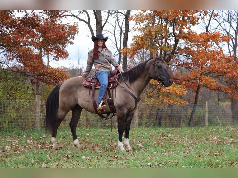 Quarter horse américain Hongre 11 Ans 163 cm Grullo in Howell MI