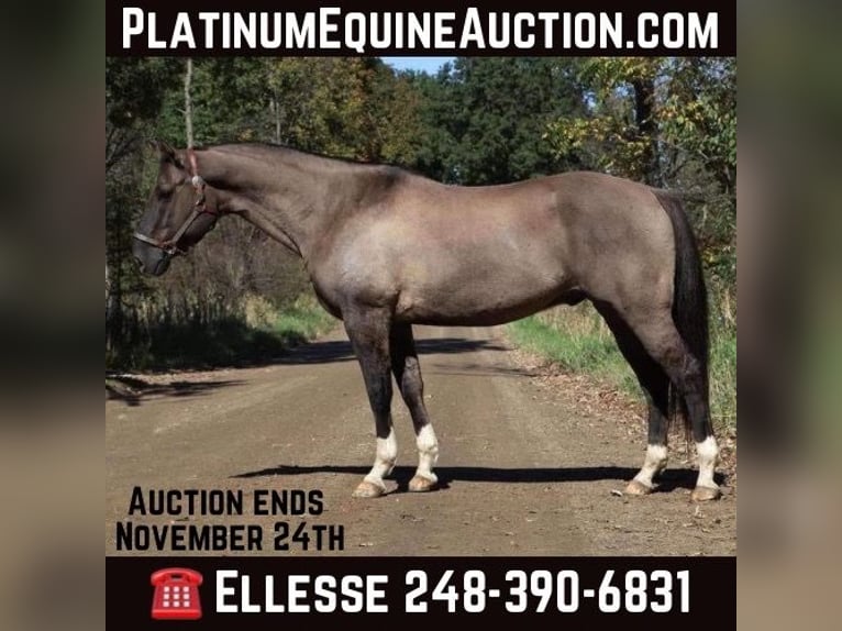 Quarter horse américain Hongre 11 Ans 163 cm Grullo in Howell MI