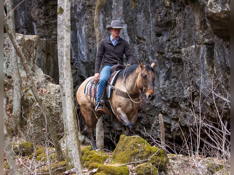 Quarter horse américain Hongre 11 Ans 163 cm Isabelle in Mount Vernon KY