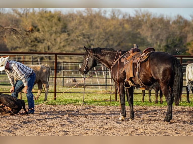 Quarter horse américain Hongre 11 Ans 163 cm Noir in Terrell, TX