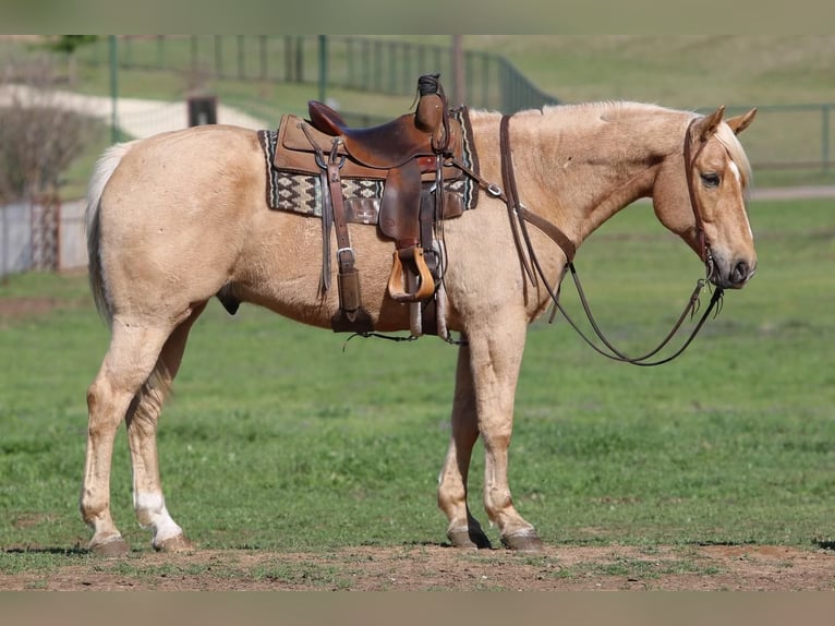 Quarter horse américain Hongre 11 Ans 163 cm Palomino in Joshua, TX