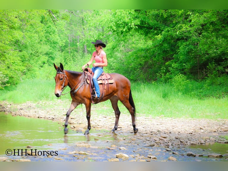 Quarter horse américain Hongre 11 Ans 165 cm Bai cerise in Flemingsburg KY