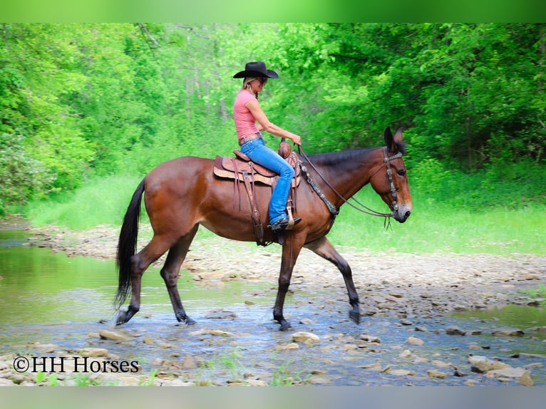 Quarter horse américain Hongre 11 Ans 165 cm Bai cerise in Flemingsburg KY