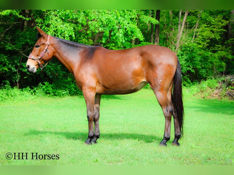 Quarter horse américain Hongre 11 Ans 165 cm Bai cerise in Flemingsburg KY