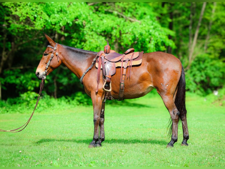 Quarter horse américain Hongre 11 Ans 165 cm Bai cerise in Flemingsburg KY