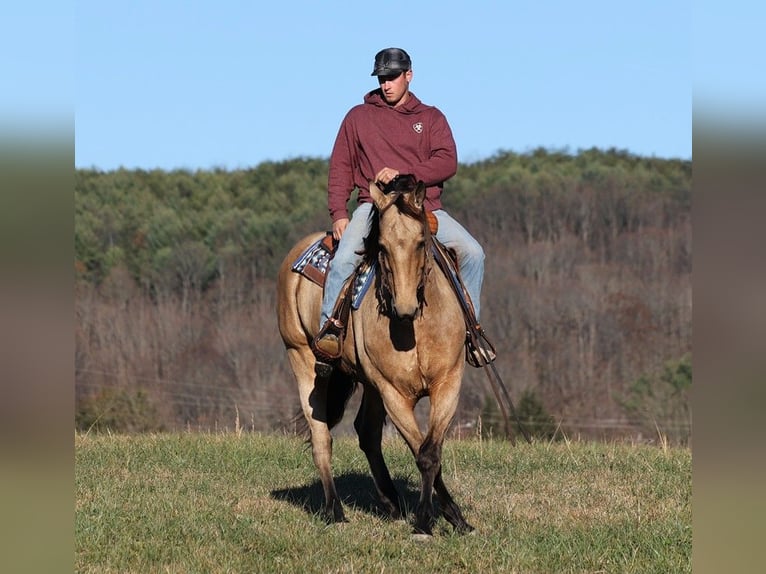 Quarter horse américain Hongre 11 Ans 165 cm Buckskin in Mount Vernon